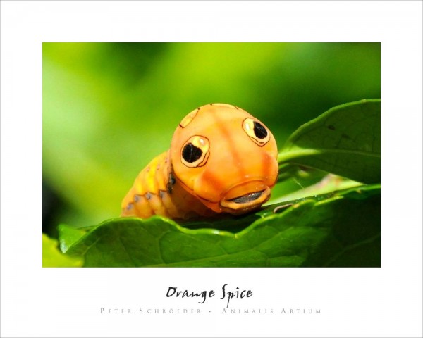 Orange Spice - Peter Schroeder - Animalis Artium