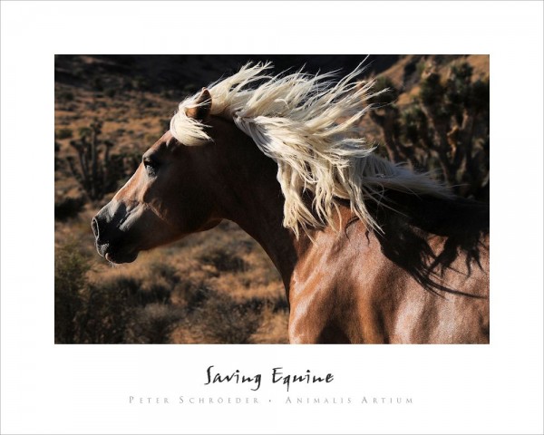 Saving Equine - Peter Schroeder - Animalis Artium