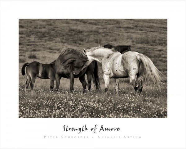 Strength Of Amore - Peter Schroeder - Animalis Artium
